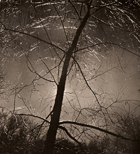 木 [コンスエロ・カナガ, カメラ毎日 1955年10月号より]のサムネイル画像