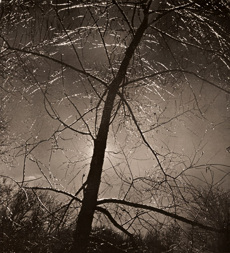 木 [コンスエロ・カナガ, カメラ毎日 1955年10月号より] パブリックドメイン画像 