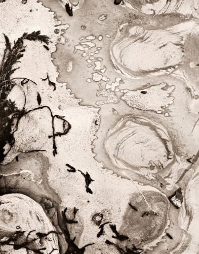 ポイント・ロボスの岩の構成 [ブレット・ウェストン, 1950年, カメラ毎日 1955年10月号より] パブリックドメイン画像 