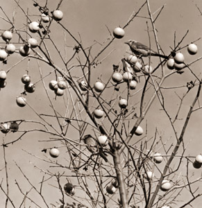 カキの木とヒヨドリ [宇田川竜男, カメラ毎日 1956年1月号より]のサムネイル画像