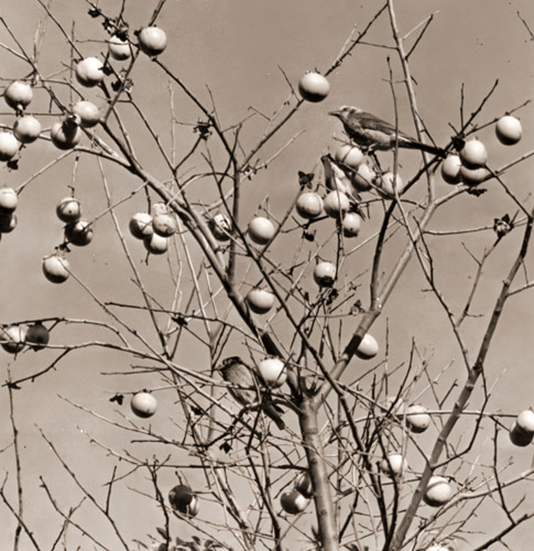 カキの木とヒヨドリ [宇田川竜男, カメラ毎日 1956年1月号より] パブリックドメイン画像 