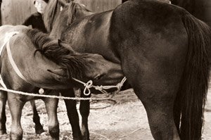 ホロンコ市(ひとりだちできるようになった愛児のために最後の乳房を与える母馬） [江副雄二, カメラ毎日 1956年1月号より]のサムネイル画像