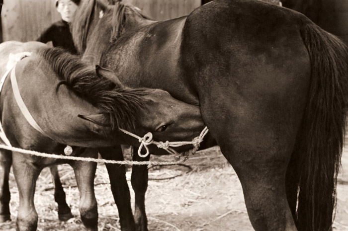 ホロンコ市(ひとりだちできるようになった愛児のために最後の乳房を与える母馬） [江副雄二, カメラ毎日 1956年1月号より] パブリックドメイン画像 