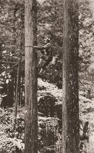 木のタネをとる [柘植教利, カメラ毎日 1956年3月号より]のサムネイル画像