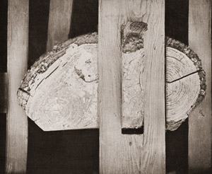 木目 [青木貞巳, カメラ毎日 1955年4月号より]のサムネイル画像