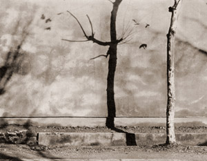 影 [小林芳郎, カメラ毎日 1955年4月号より]のサムネイル画像