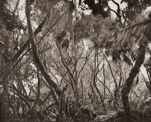 「月の山」の山中にある雨の森林 [エリオット・エリソフォン, カメラ毎日 1955年6月号より]のサムネイル画像
