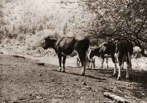 牛 [皇太子殿下 継宮明仁親王, カメラ毎日 1956年2月号より]のサムネイル画像