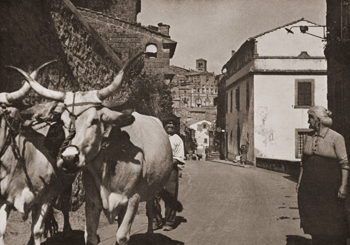 イタリア紀行 水牛と農夫 [福田勝治, カメラ毎日 1956年2月号より] パブリックドメイン画像 