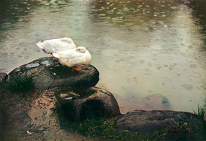 雨の池辺 [エリオット・エリソフォン, カメラ毎日 1956年6月号より]のサムネイル画像