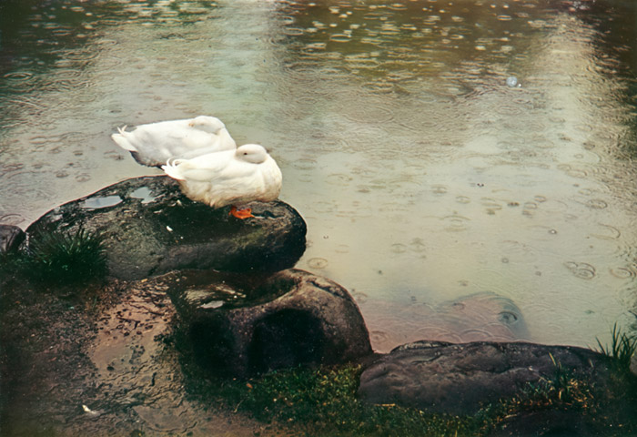 雨の池辺 [エリオット・エリソフォン, カメラ毎日 1956年6月号より] パブリックドメイン画像 