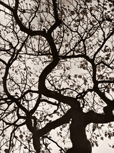 木 [ロージェ・カトゥリノー, カメラ毎日 1956年11月号より]のサムネイル画像