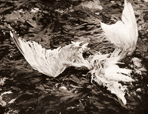鳥の羽 [ロージェ・カトゥリノー, カメラ毎日 1956年11月号より]のサムネイル画像