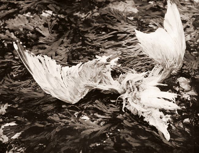 鳥の羽 [ロージェ・カトゥリノー, カメラ毎日 1956年11月号より] パブリックドメイン画像 