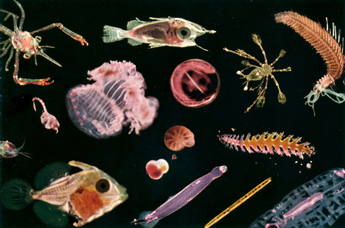 無題(顕微鏡で拡大された深海の微生物2） [ローマン・ヴィスニアック, カメラ毎日 1956年11月号より] パブリックドメイン画像 