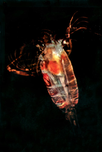 無題(顕微鏡で拡大された深海の微生物1） [ローマン・ヴィスニアック, カメラ毎日 1956年11月号より] パブリックドメイン画像 