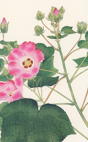 Hibiscus mutabilis [Hisui Sugiura,  from Hanga Geijutsu no.140]