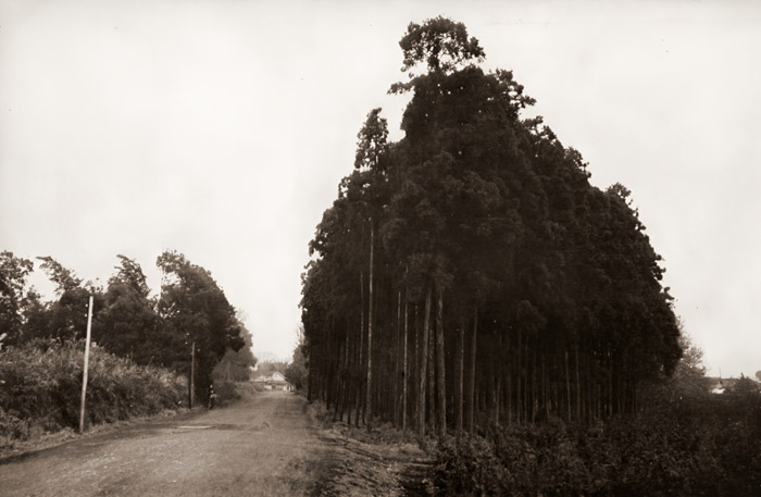 武蔵野 道 [青木藤吉郎, 日本カメラ 1956年4月号より] パブリックドメイン画像 