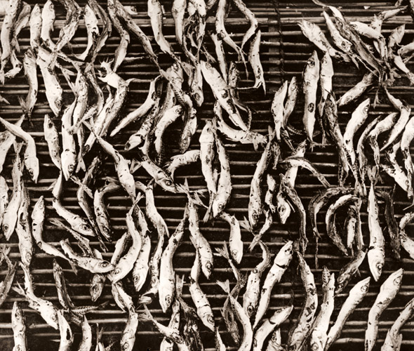 干魚 [井上吉貞, 日本カメラ 1955年3月号より] パブリックドメイン画像 