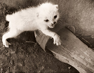 捨てられた子猫 [大木義夫, 日本カメラ 1955年3月号より]のサムネイル画像