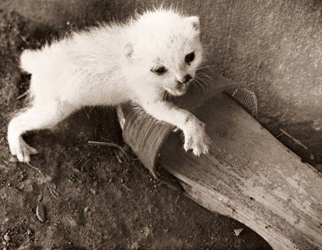 捨てられた子猫 [大木義夫, 日本カメラ 1955年3月号より] パブリックドメイン画像 