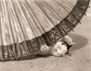動物習作 [金子章, カメラ毎日 1954年9月号より]のサムネイル画像