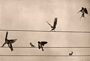 Swallows [Shiro Yokota,  from Camera Mainichi September 1954] Thumbnail Images
