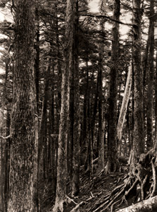 十文字峠のこめつがの純林 [武田久吉, カメラ毎日 1954年9月号より]のサムネイル画像