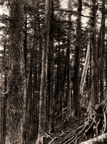 十文字峠のこめつがの純林 [武田久吉, カメラ毎日 1954年9月号より] パブリックドメイン画像 