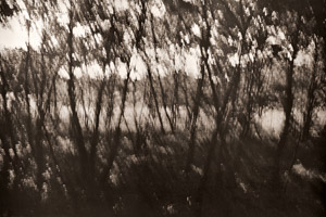 雑木林 [浜谷浩, カメラ毎日 1954年9月号より]のサムネイル画像