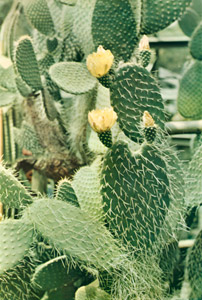 サボテンの花 [大石孝, カメラ毎日 1954年9月号より]のサムネイル画像