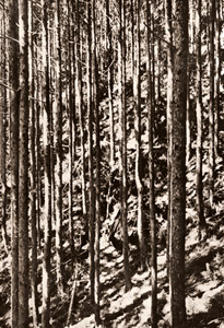 杉林 [緑川洋一, 日本カメラ 1955年4月号より]のサムネイル画像