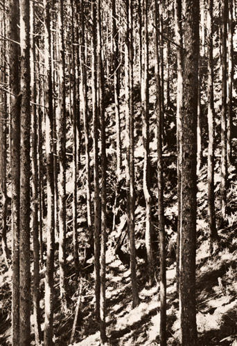 杉林 [緑川洋一, 日本カメラ 1955年4月号より] パブリックドメイン画像 