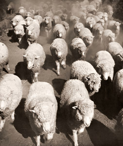 羊群 [平岡正三郎, 日本カメラ 1955年4月号より]のサムネイル画像