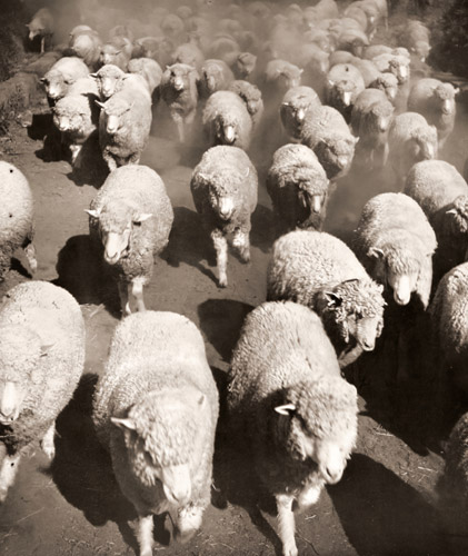 羊群 [平岡正三郎, 日本カメラ 1955年4月号より] パブリックドメイン画像 
