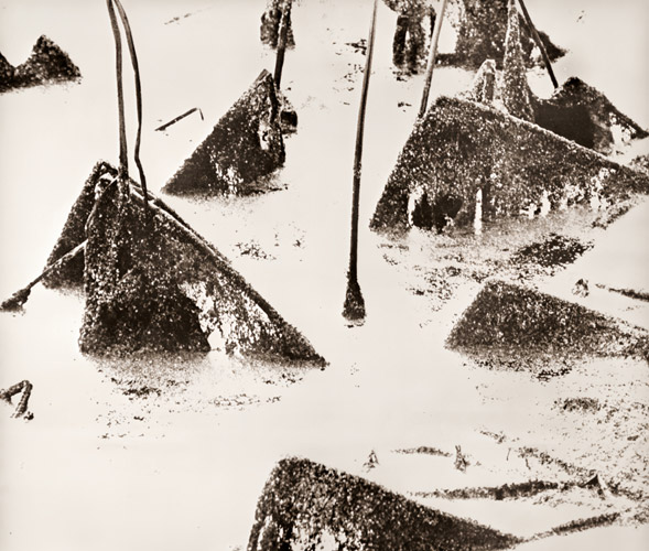 枯蓮 [杉原俊一, 日本カメラ 1955年4月号より] パブリックドメイン画像 
