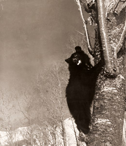 小西六写真工業株式会社の広告(木にしがみつく熊） [日本カメラ 1955年4月号より]のサムネイル画像