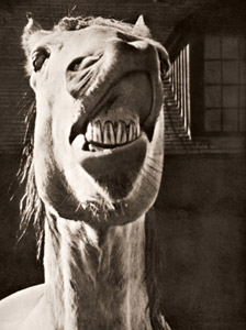 嘶く馬 [エフ・ファーネストック, アサヒカメラ 1936年2月号より]のサムネイル画像