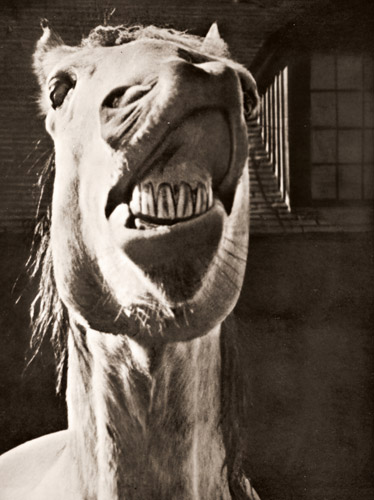 嘶く馬 [エフ・ファーネストック, アサヒカメラ 1936年2月号より] パブリックドメイン画像 