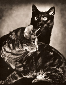 猫 [フレッド・コース, アサヒカメラ 1936年2月号より]のサムネイル画像