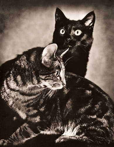 猫 [フレッド・コース, アサヒカメラ 1936年2月号より] パブリックドメイン画像 