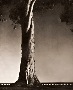 有加利樹 [チャールス・イー・カーリー, アサヒカメラ 1936年2月号より]のサムネイル画像