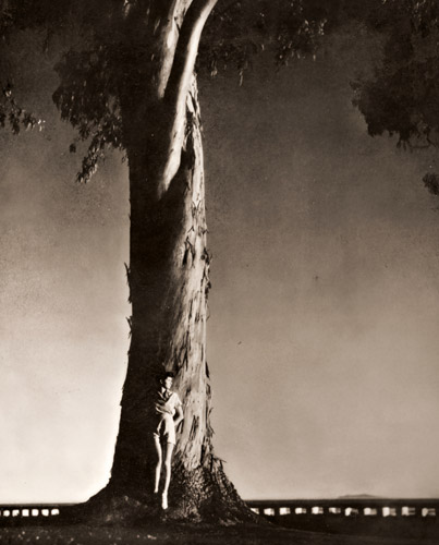 有加利樹 [チャールス・イー・カーリー, アサヒカメラ 1936年2月号より] パブリックドメイン画像 
