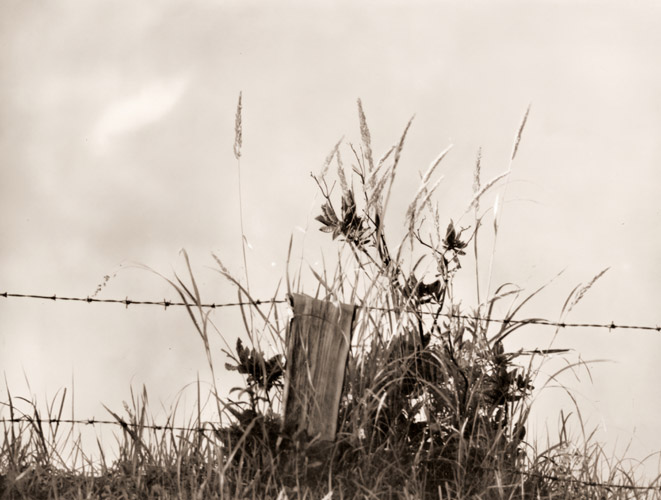 ひと叢の雑草 [福原路草, アサヒカメラ 1937年4月号より] パブリックドメイン画像 