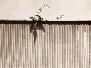 トタンの塀 [福原路草, アサヒカメラ 1937年4月号より]のサムネイル画像