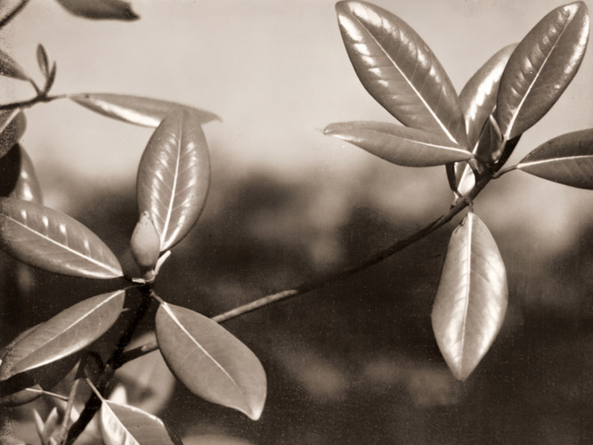 泰山木の葉 [福原路草, アサヒカメラ 1937年4月号より] パブリックドメイン画像 