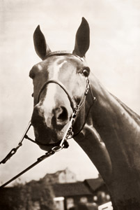 馬 [イヴァン・ドミトリ, アサヒカメラ 1937年4月号より]のサムネイル画像