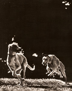 兎猟犬 [ハイン・ゴルニー, アサヒカメラ 1937年4月号より]のサムネイル画像