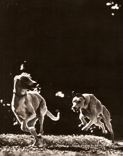 兎猟犬 [ハイン・ゴルニー, アサヒカメラ 1937年4月号より] パブリックドメイン画像 