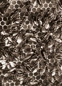 蜜蜂 [オツト・クロイ, アサヒカメラ 1937年4月号より]のサムネイル画像